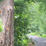 Eltville entfernt Gespinste am Leinpfad und warnt vor Gesundheitsgefahren durch Eichenprozessionsspinner