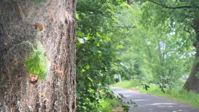 Eltville entfernt Gespinste am Leinpfad und warnt vor Gesundheitsgefahren durch Eichenprozessionsspinner Eltville entfernt Gespinste am Leinpfad und warnt vor Gesundheitsgefahren durch Eichenprozessionsspinner