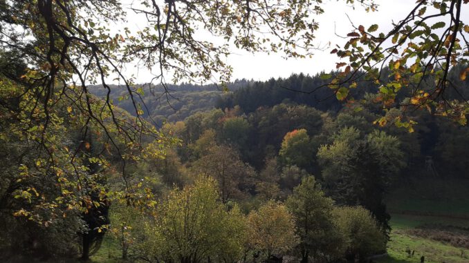 Eltville eröffnet 5,4 Kilometer langen Rundweg in Rauenthal Eltville eröffnet 5,4 Kilometer langen Rundweg in Rauenthal