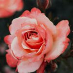 Eltville erweitert Angebot für Rosenpatenschaften und führt Jahresmodell ein