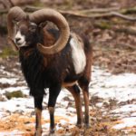 Fasanerie lädt zu Entdeckungstour über das Verhalten von Wildtieren im Winter ein