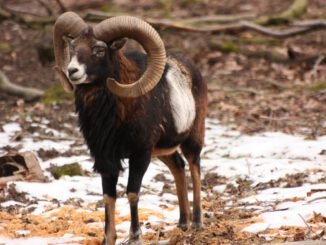 Fasanerie lädt zu Entdeckungstour über das Verhalten von Wildtieren im Winter ein