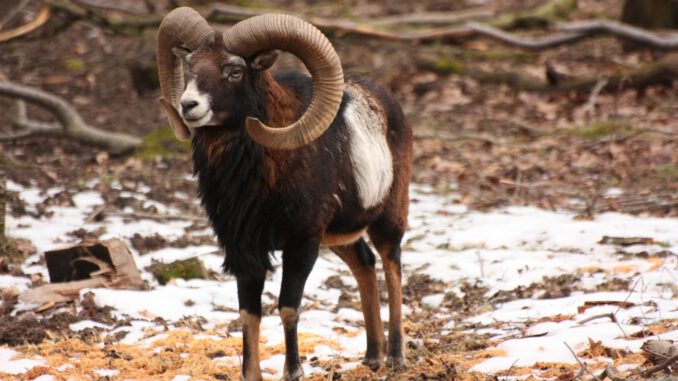 Fasanerie lädt zu Entdeckungstour über das Verhalten von Wildtieren im Winter ein Fasanerie lädt zu Entdeckungstour über das Verhalten von Wildtieren im Winter ein