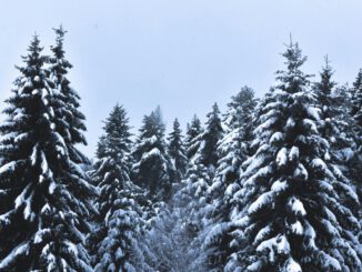 Heimische Weihnachtsbäume aus Rüdesheim: Verkaufstermin in Rauenthal am 20. Dezember 2025