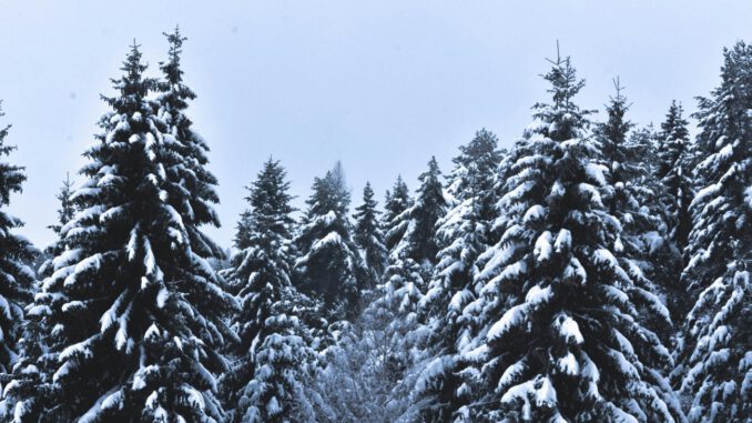 Heimische Weihnachtsbäume aus Rüdesheim: Verkaufstermin in Rauenthal am 20. Dezember 2025 Heimische Weihnachtsbäume aus Rüdesheim: Verkaufstermin in Rauenthal am 20. Dezember 2025
