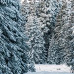 Regionaler Verkauf: Forstamt Rüdesheim bietet naturbelassene Weihnachtsbäume im Wald an