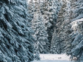 Regionaler Verkauf: Forstamt Rüdesheim bietet naturbelassene Weihnachtsbäume im Wald an