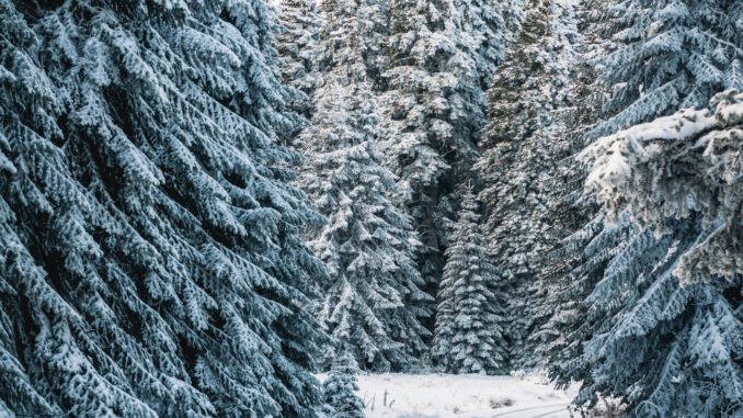 Regionaler Verkauf: Forstamt Rüdesheim bietet naturbelassene Weihnachtsbäume im Wald an Regionaler Verkauf: Forstamt Rüdesheim bietet naturbelassene Weihnachtsbäume im Wald an