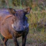 Rheingau Taunus Kreis meldet seit zehn Monaten keine neuen Fälle der Afrikanischen Schweinepest