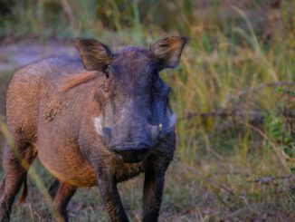 Rheingau Taunus Kreis meldet seit zehn Monaten keine neuen Fälle der Afrikanischen Schweinepest