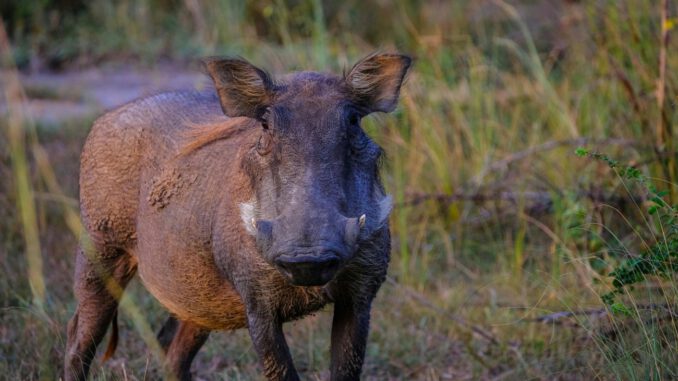 Rheingau Taunus Kreis meldet seit zehn Monaten keine neuen Fälle der Afrikanischen Schweinepest Rheingau Taunus Kreis meldet seit zehn Monaten keine neuen Fälle der Afrikanischen Schweinepest