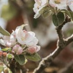 Verkehrsumleitungen in Naurod während Äppelblütefest vom 8. bis 11. Mai