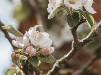 Verkehrsumleitungen in Naurod während Äppelblütefest vom 8. bis 11. Mai