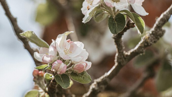 Verkehrsumleitungen in Naurod während Äppelblütefest vom 8. bis 11. Mai