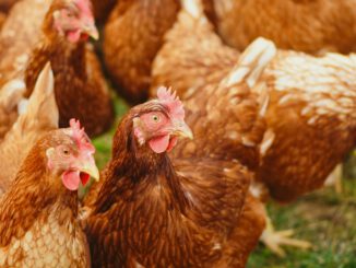 Wiesbaden erlaubt Geflügel wieder ins Freie nach Beruhigung des Seuchengeschehens