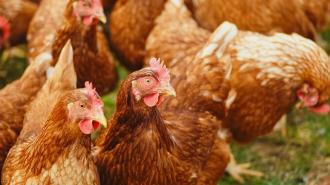 Wiesbaden erlaubt Geflügel wieder ins Freie nach Beruhigung des Seuchengeschehens