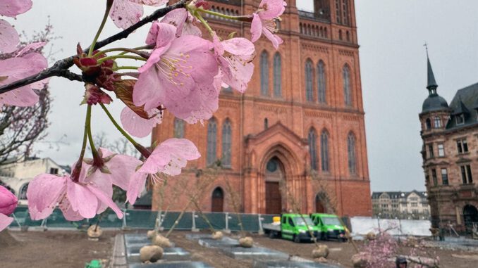Wiesbadener Schlossplatz: 24 Bäume mit unterirdischer Bewässerung sollen Platzklima verbessern